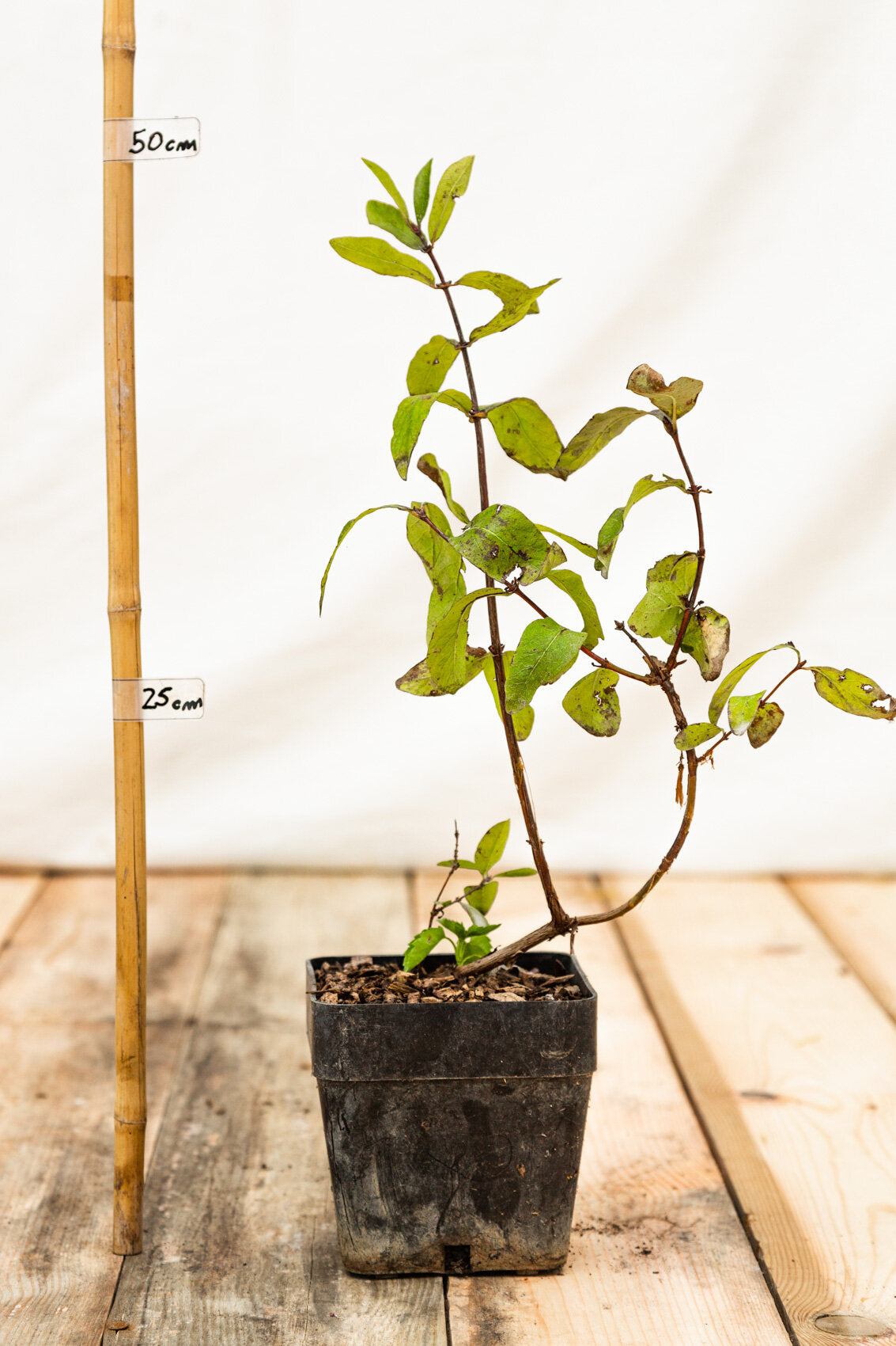 zemolez kamčatský jugana v kontajneri lonicera kamtschatica OKZKJUGK