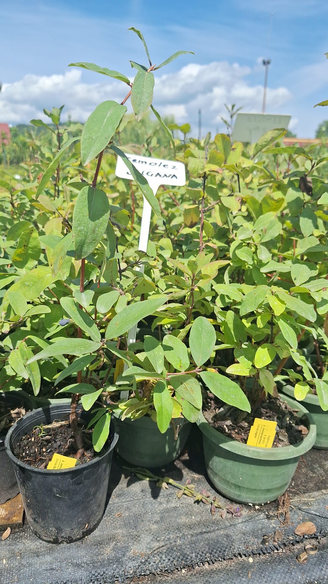 zemolez kamčatský Jugana v kontajneri OKZKJUGK