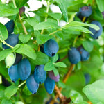 Zemolez kamčatský Maxines Opus PBR