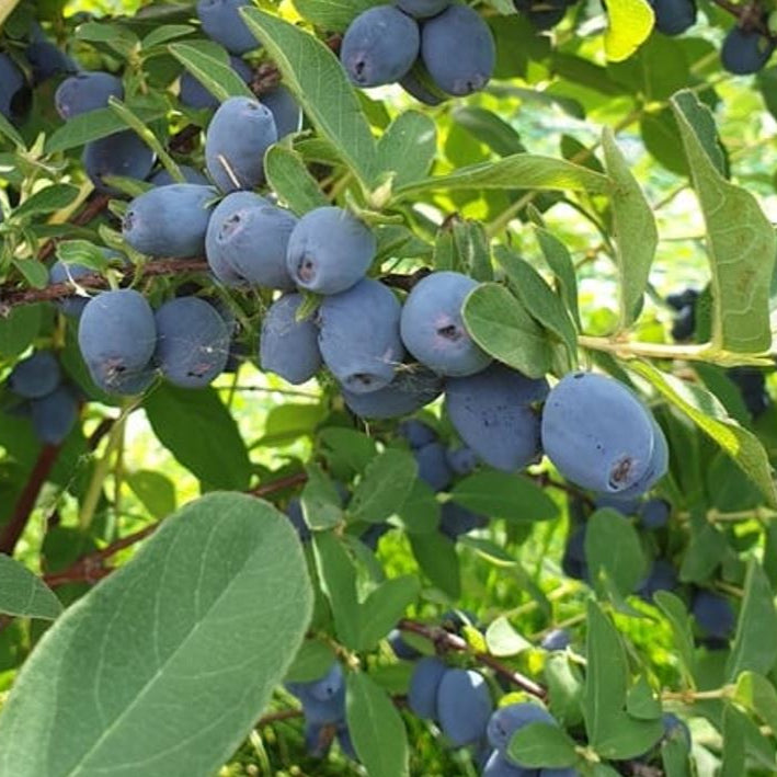 zemolez kamčatský Strawberry Sensation Lonicera kamtschatica 	
OKZKSTRSK