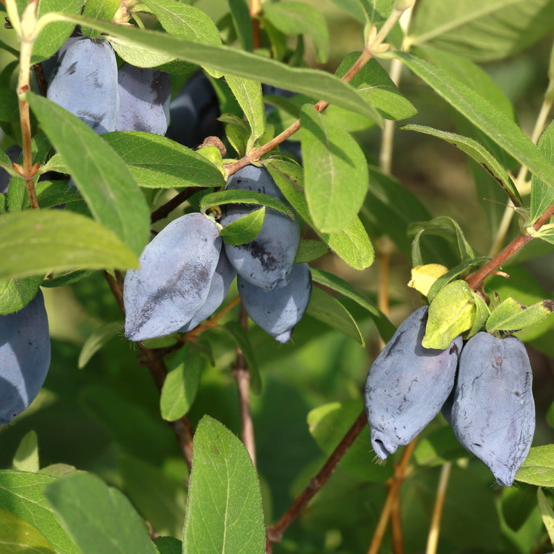 Zemolez kamčatský Toya PBR detail plody