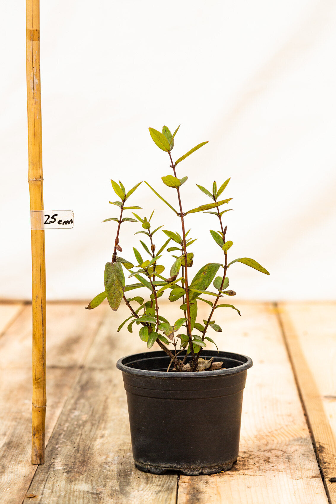 Zemolez kamčatský Vostorg lonicera kamtschatica kontajner OKZKVOSK