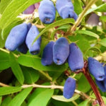 zemolez kamčatský wojtek plody lonicera kamschatica 	
OKZKWOJK