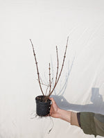 zemolez kamčatský wojtek kontajner lonicera kamtschatica 	
OKZKWOJK