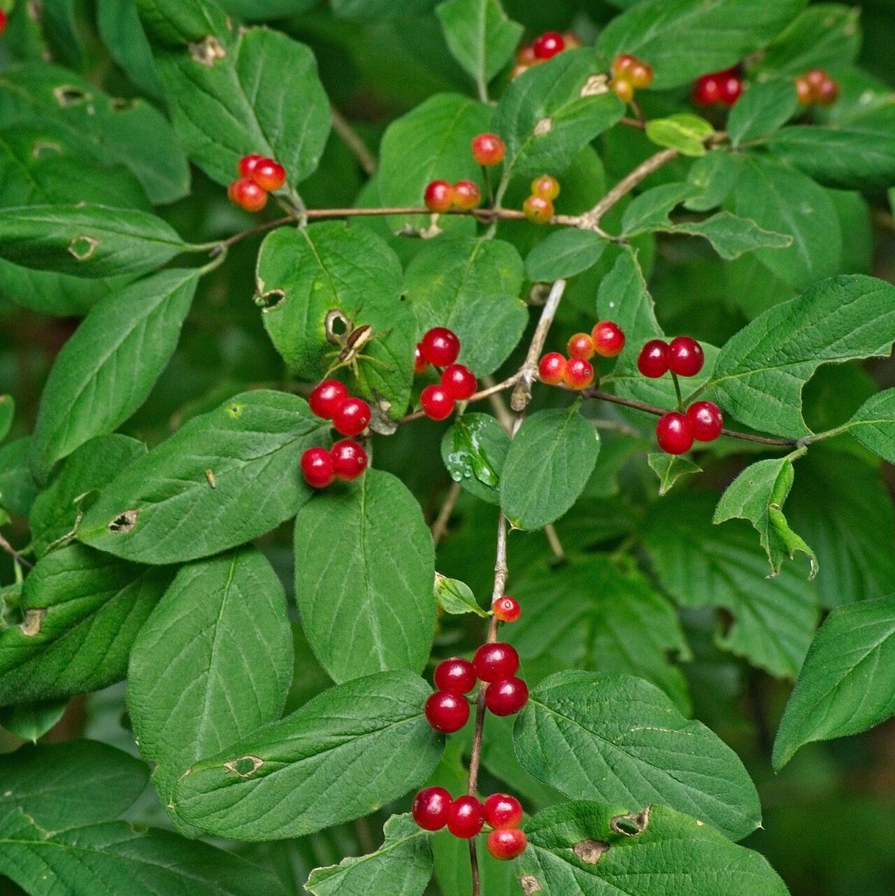 Zemolez obyčajný kvety plody 	
LKZOBYK