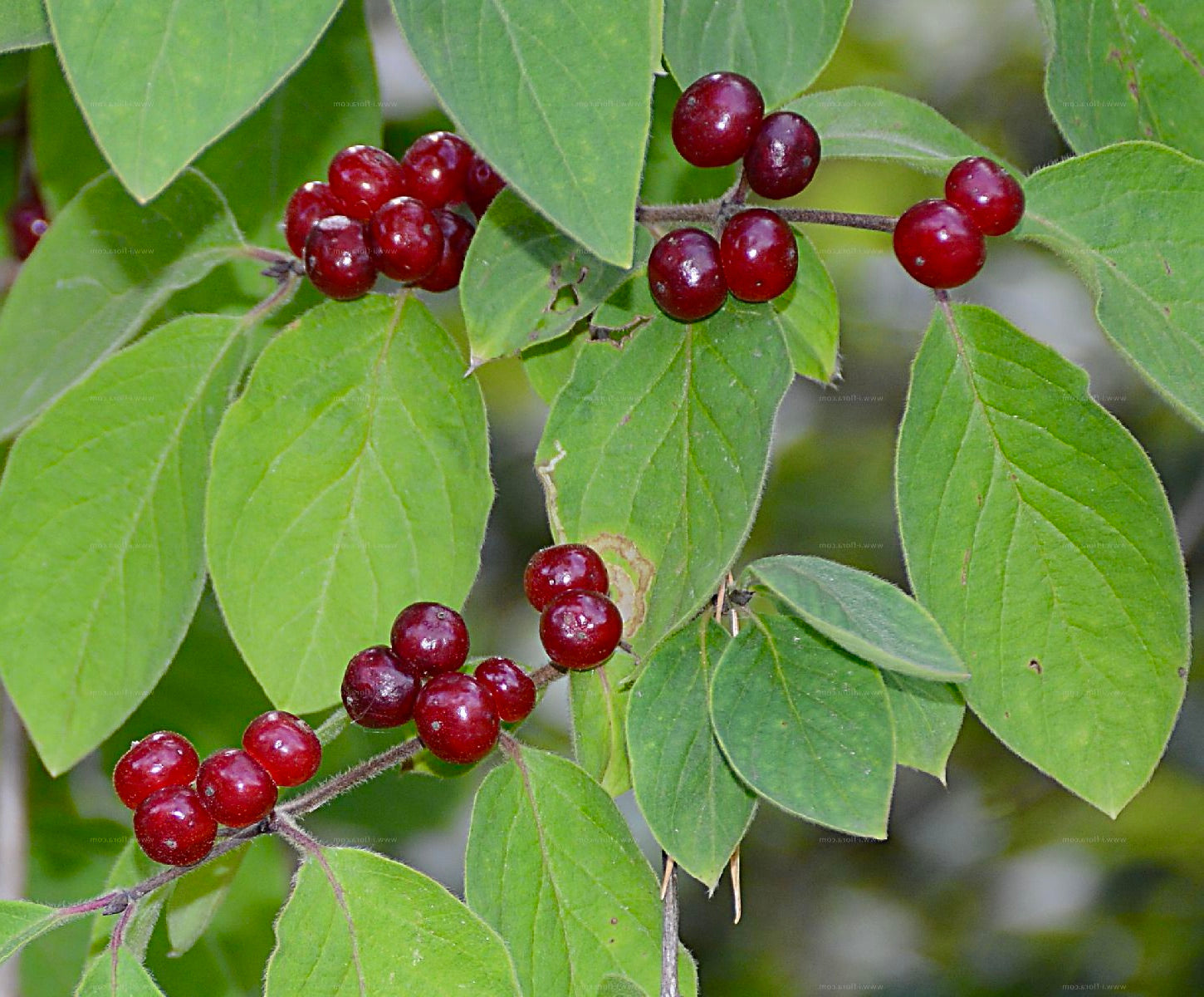 zemolez obyčajný listy plody 	
LKZOBYK