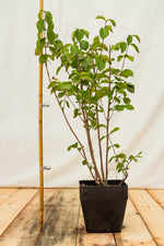 zemolez obyčajný v kontajneri 	
LKZOBYK