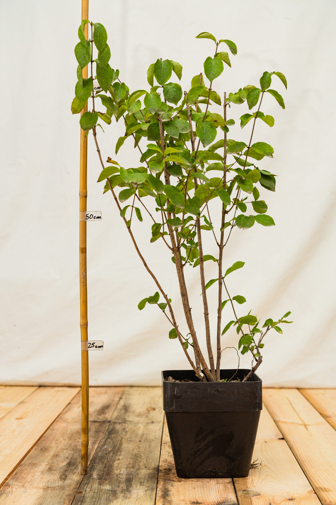 zemolez obyčajný v kontajneri 	
LKZOBYK