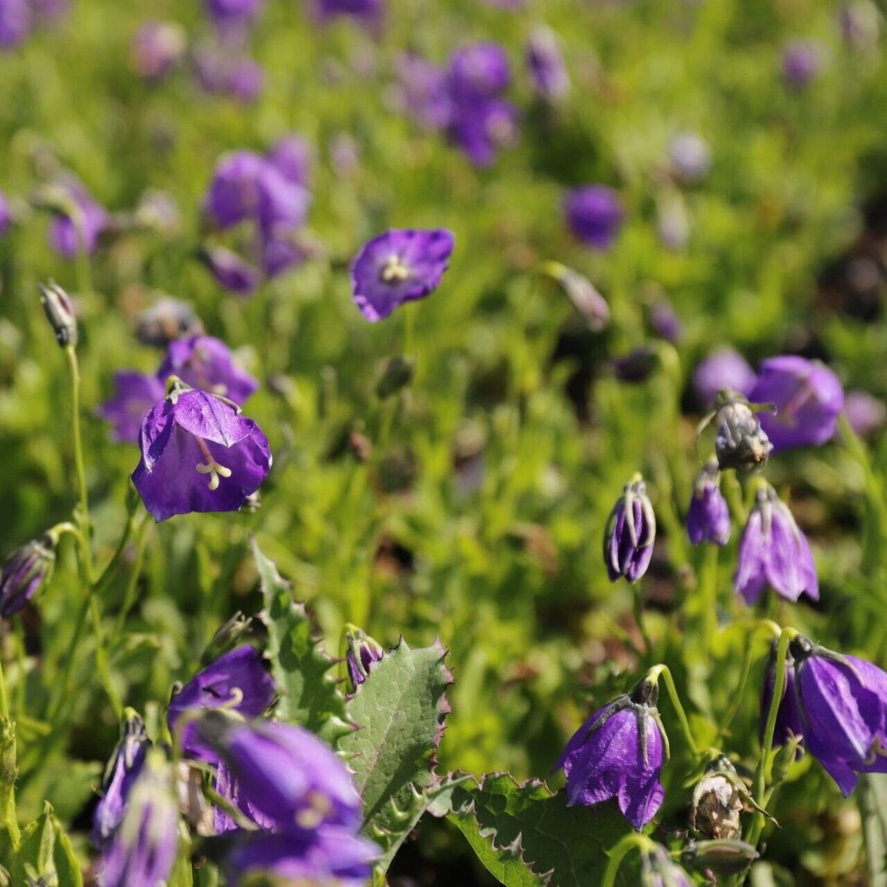 Campanula wilson
zvonček Wilson jedlé kvety  TJKZVGFWILK