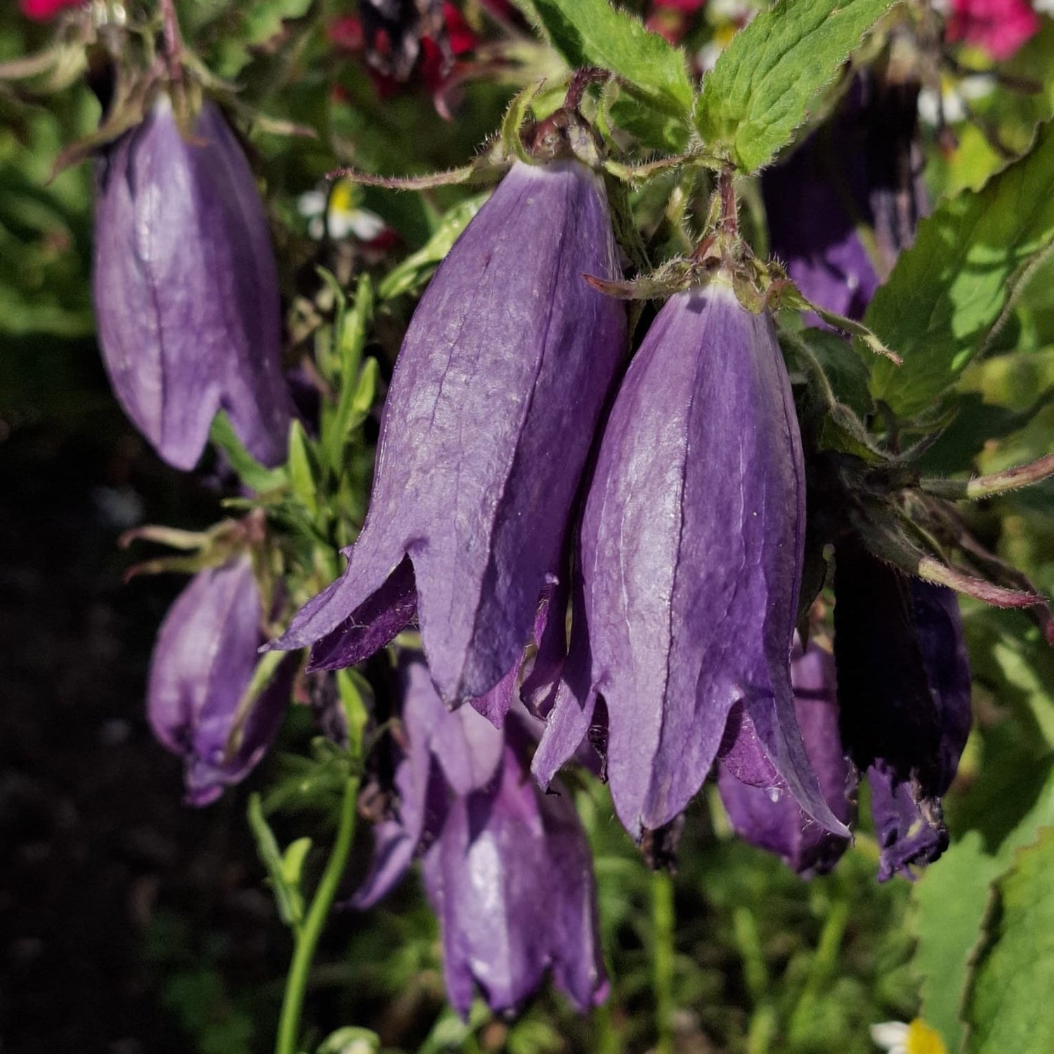 Zvonček Sarastro kvet detail